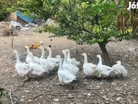 Geese — foto 1