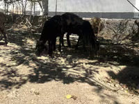 Koç, Koyunlar — foto 6