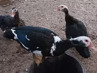 Ducks — عکس 1