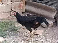 Chickens — 사진 6