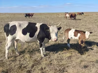 Vacă, Russian Black pied cattle — foto 2