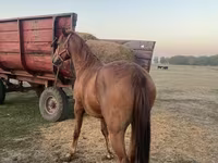 Caballo, Caballos — foto 3