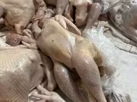 Chickens — รูปภาพ 5