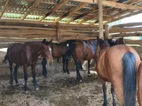 Égua, Arabian horse — foto 2