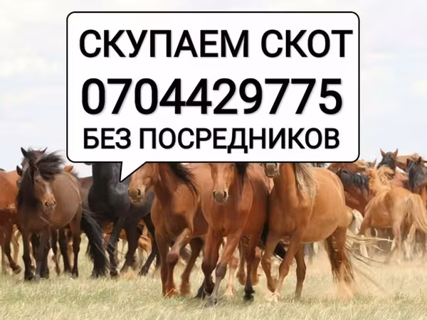 Коњи