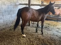 母马, Horses — 照片 3