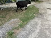 பசு, Russian Black pied cattle — புகைப்படம் 6