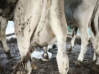 Býk, Swiss cattle — foto 3