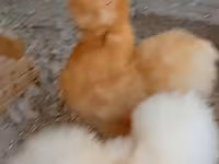 Chickens — sawirka 2