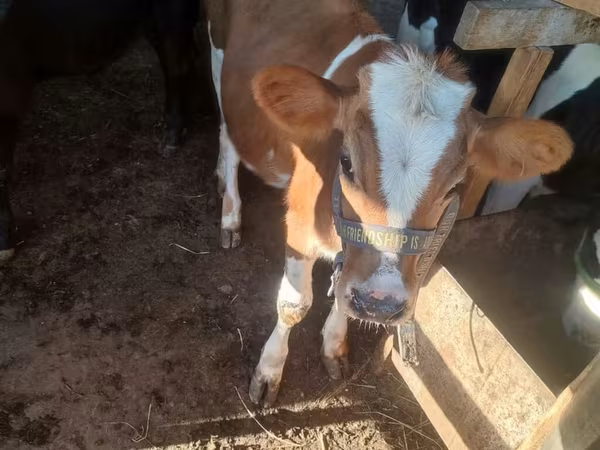 วัวตัวเมีย, Swiss cattle