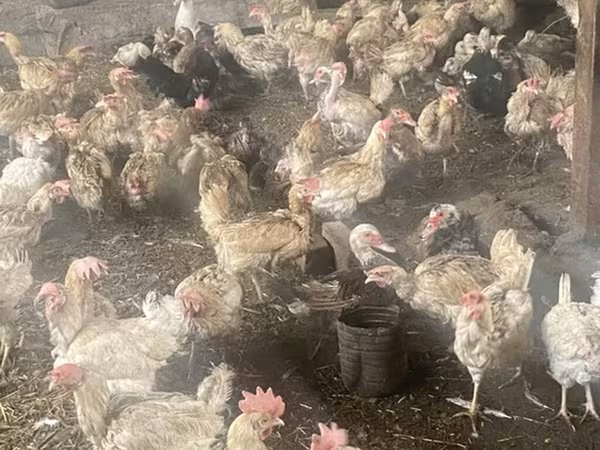 Chickens
