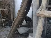 Turkeys — عکس 2