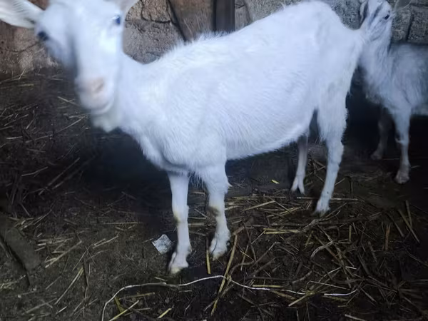 Jarac, Alpine goat