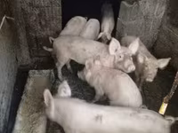 አሳማዎች (ቡድን፣ ጾታ አልተጠቀሰም), Pigs — ፎቶ 2