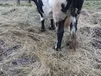 گاو ماده, Russian Black pied cattle — عکس 3