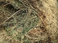 Люцерна — عکس 5