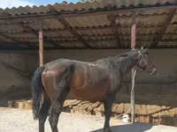 Hengst, Karachay horse — Foto 5