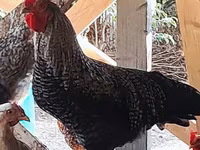 Chickens — fotografija 3