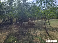 Kambing jantan, Tsigai sheep — foto 3
