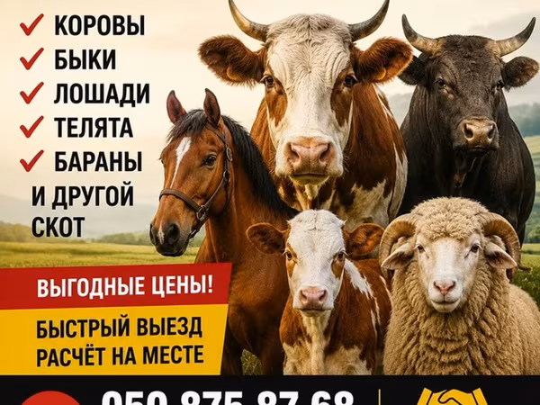 Үхэр (бүлэг, хүйс заагаагүй), Алатау үүлдэр — Кыргызстан