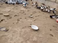 Ducks — ፎቶ 2