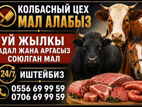 Szarvasmarhák