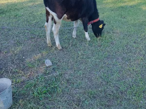 Сиыр, Russian Black pied cattle