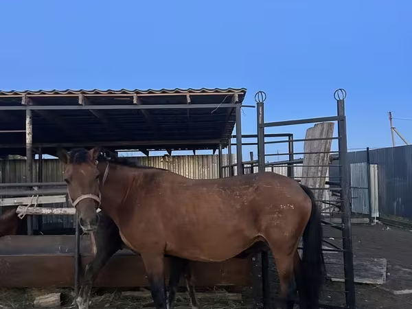 Cavalla, Kazakh horse