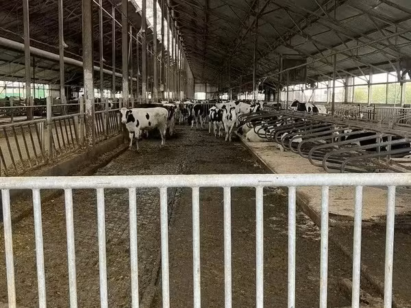 소(암수 미지정, 묶음), Russian Black pied cattle — 키르기스스탄