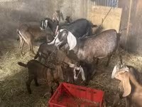 بز (گروه، جنسیت مشخص نشده), بز — عکس 4