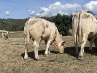 Bulle, Charolais cattle — Foto 7