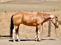 Kuda betina, Quarter Horse — foto 2