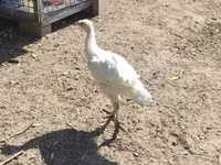 Turkeys — ፎቶ 2