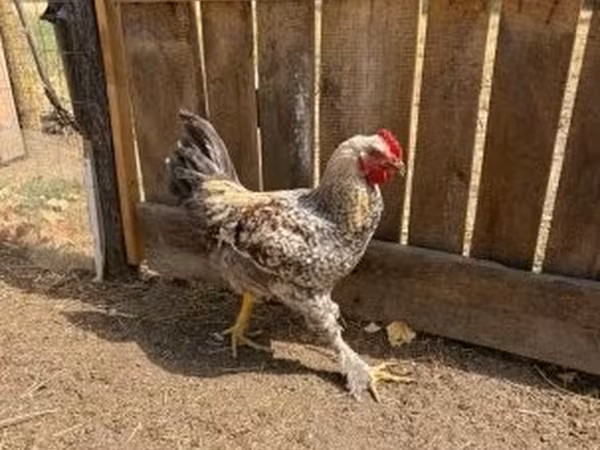 Chickens
