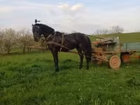 Cavalo, Nonius horse — foto 3