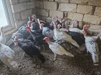 Turkeys — Foto 1