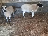 مینڈھا, Dorper sheep — تصویر 5