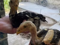 Chickens — عکس 3