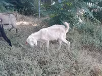 Ged, Nubian Goat — foto 2