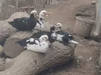 Ducks — foto 1