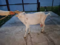 بز ماده, بز — عکس 2