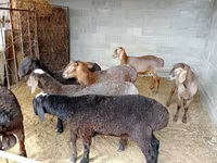 Beran, Rhon sheep — foto 3