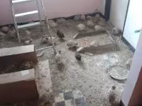 Quails — 사진 2