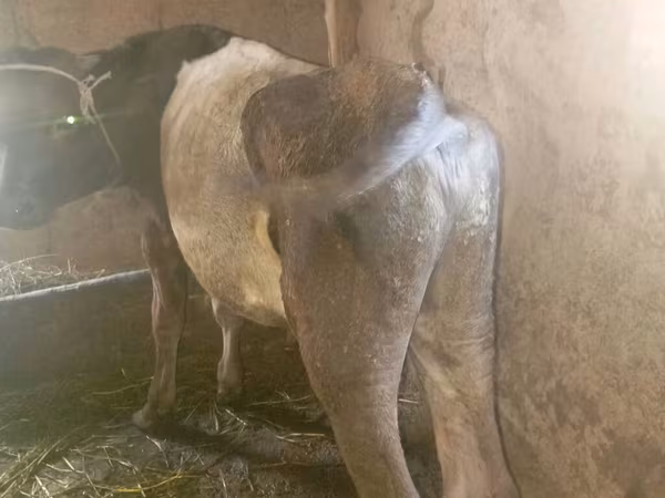 Cow, Russian Black pied cattle — Kyrgyzstan