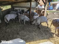 Ovce, Ovce — foto 2