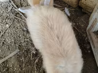 Chickens — الصورة 5