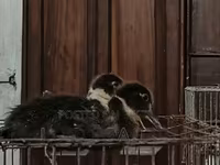 Ducks — foto 4