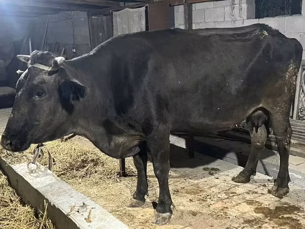 母牛, Alatau breed