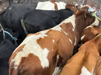 Býk, Simmental cattle — foto 1
