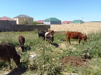 雌牛, 牛 — 写真 4